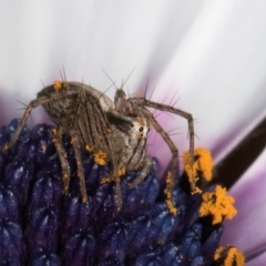 Oxyopes sp. (genus) at Melba, ACT - 21 Aug 2024