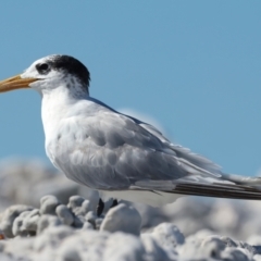 Thalasseus bergii (Crested Tern) at Houtman Abrolhos, WA - 18 Apr 2024 by jb2602