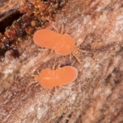 Neothrombiidae sp. (family) at Melba, ACT - 21 Aug 2024