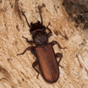 Platisus sp. (genus) at Melba, ACT - 21 Aug 2024