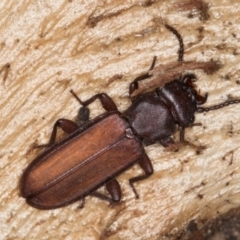 Platisus sp. (genus) at Melba, ACT - 21 Aug 2024