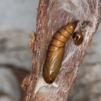 Lepidoptera unclassified IMMATURE (caterpillar or pupa or cocoon) at Melba, ACT - 8 Sep 2024 by kasiaaus