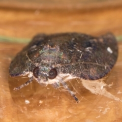 Lepidoptera unclassified IMMATURE at Melba, ACT - 8 Sep 2024