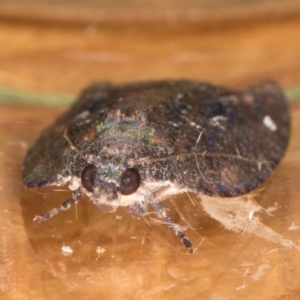 Lepidoptera unclassified IMMATURE moth at Melba, ACT - 8 Sep 2024