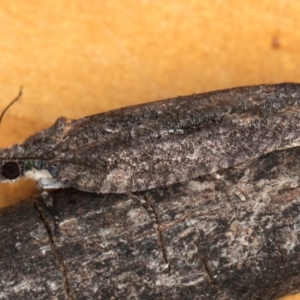 Lepidoptera unclassified IMMATURE at Melba, ACT - 8 Sep 2024