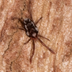 Erythraeidae (family) at Melba, ACT - 21 Aug 2024 01:10 PM