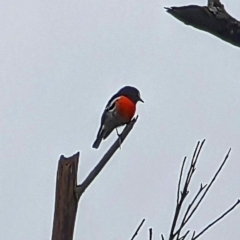 Petroica boodang (Scarlet Robin) at Blue Mountains National Park, NSW - 26 Mar 2023 by ScottandMandy