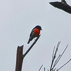 Petroica boodang at Blue Mountains National Park, NSW - 26 Mar 2023 12:13 PM