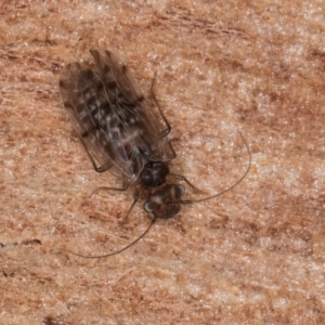 Psocodea 'Psocoptera' sp. (order) at Melba, ACT - 21 Aug 2024 01:13 PM