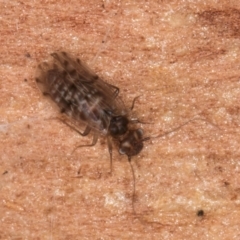 Psocodea 'Psocoptera' sp. (order) at Melba, ACT - 21 Aug 2024