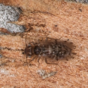 Psocodea 'Psocoptera' sp. (order) at Melba, ACT - 21 Aug 2024