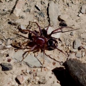 Zodariidae (family) at Aranda, ACT - 17 Sep 2023