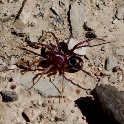 Zodariidae (family) (Unidentified Ant spider or Spotted ground spider) at Aranda, ACT - 17 Sep 2023 by KorinneM