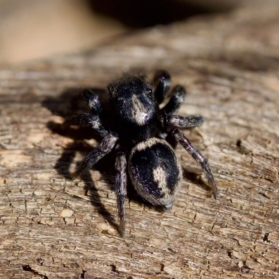 Salpesia sp. (genus) at Aranda, ACT - 17 Sep 2023 by KorinneM