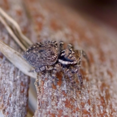 Maratus griseus at Aranda, ACT - 17 Sep 2023 by KorinneM