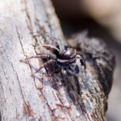 Jotus sp. (genus) at Aranda, ACT - 17 Sep 2023 by KorinneM