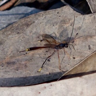 Ichneumonidae (family) (Unidentified ichneumon wasp) at Aranda, ACT - 17 Sep 2023 by KorinneM