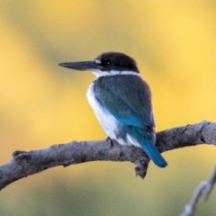 Todiramphus chloris (Collared Kingfisher) at Bald Hills, QLD - 6 Jun 2020 by MichaelBedingfield