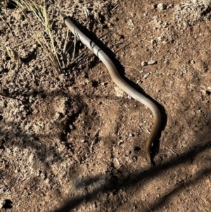 Lialis burtonis at Strathnairn, ACT - 21 Aug 2024 02:03 PM