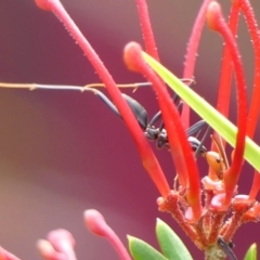 Leptomyrmex erythrocephalus (Spider ant) at Braemar, NSW - 19 Aug 2024 by Curiosity