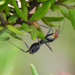 Leptomyrmex erythrocephalus at Braemar, NSW - 19 Aug 2024 10:48 AM