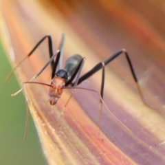 Leptomyrmex erythrocephalus at Braemar, NSW - 19 Aug 2024