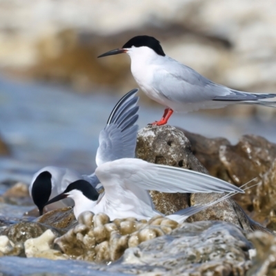 Sterna dougallii (Roseate Tern) at Houtman Abrolhos, WA - 18 Apr 2024 by jb2602