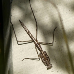 Archimantis sp. (genus) (Large Brown Mantis) at Braemar, NSW - 20 Aug 2024 by Curiosity