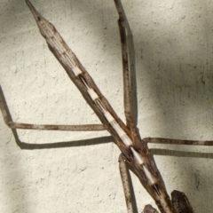 Archimantis sp. (genus) at Braemar, NSW - 20 Aug 2024 02:24 PM