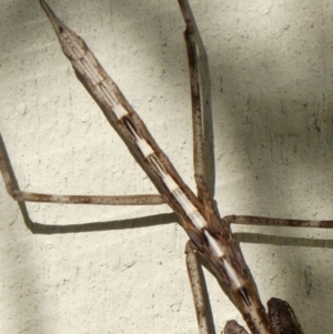 Archimantis sp. (genus) at Braemar, NSW - 20 Aug 2024 02:24 PM