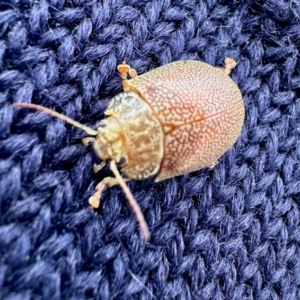 Paropsis atomaria at Colinton, NSW - 21 Aug 2024