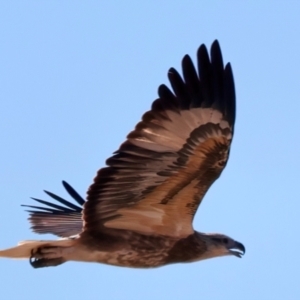 Haliaeetus leucogaster at Houtman Abrolhos, WA - 18 Apr 2024 11:40 AM