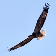 Haliaeetus leucogaster at Houtman Abrolhos, WA - 18 Apr 2024 11:40 AM