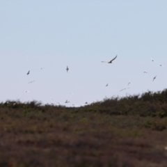 Haliaeetus leucogaster at Houtman Abrolhos, WA - 18 Apr 2024 11:40 AM