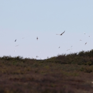 Haliaeetus leucogaster at Houtman Abrolhos, WA - 18 Apr 2024 11:40 AM