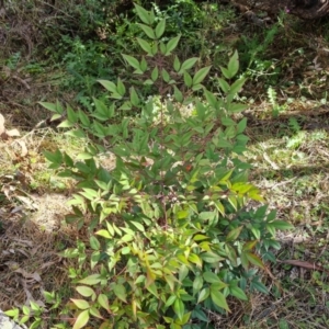 Nandina domestica at Isaacs, ACT - 22 Aug 2024