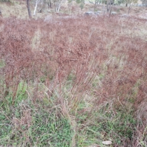 Hypericum perforatum at Chapman, ACT - 19 Aug 2024