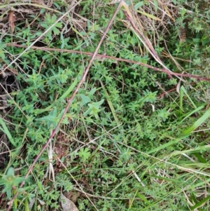 Hypericum perforatum at Chapman, ACT - 19 Aug 2024 04:51 PM