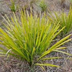 Lomandra longifolia (Spiny-headed Mat-rush, Honey Reed) at Kambah, ACT - 19 Aug 2024 by Mike