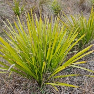 Lomandra longifolia at Kambah, ACT - 19 Aug 2024