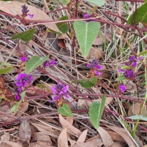 Hardenbergia violacea at Kambah, ACT - 19 Aug 2024