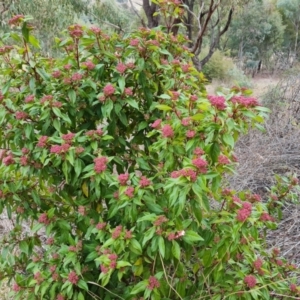 Viburnum tinus at Kambah, ACT - 19 Aug 2024 04:35 PM