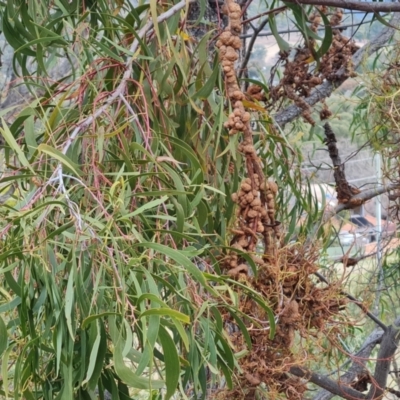 Uromycladium (genus) (A gall forming rust fungus) at Kambah, ACT - 19 Aug 2024 by Mike