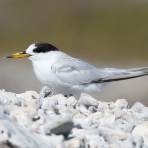 Sternula nereis at Houtman Abrolhos, WA - 18 Apr 2024