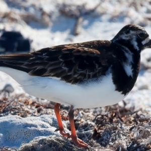 Arenaria interpres at Houtman Abrolhos, WA - 18 Apr 2024