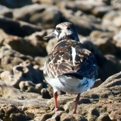 Arenaria interpres at Houtman Abrolhos, WA - 18 Apr 2024