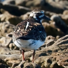 Arenaria interpres at Houtman Abrolhos, WA - 18 Apr 2024 12:28 PM