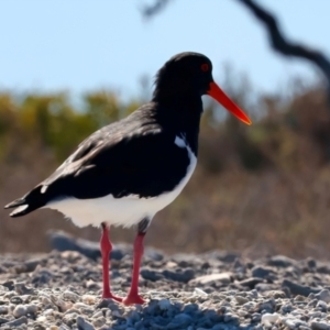 Haematopus longirostris at Houtman Abrolhos, WA - suppressed