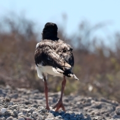 Haematopus longirostris at Houtman Abrolhos, WA - suppressed