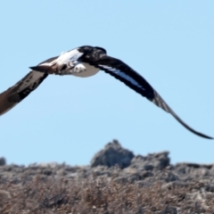 Haematopus longirostris at Houtman Abrolhos, WA - 18 Apr 2024